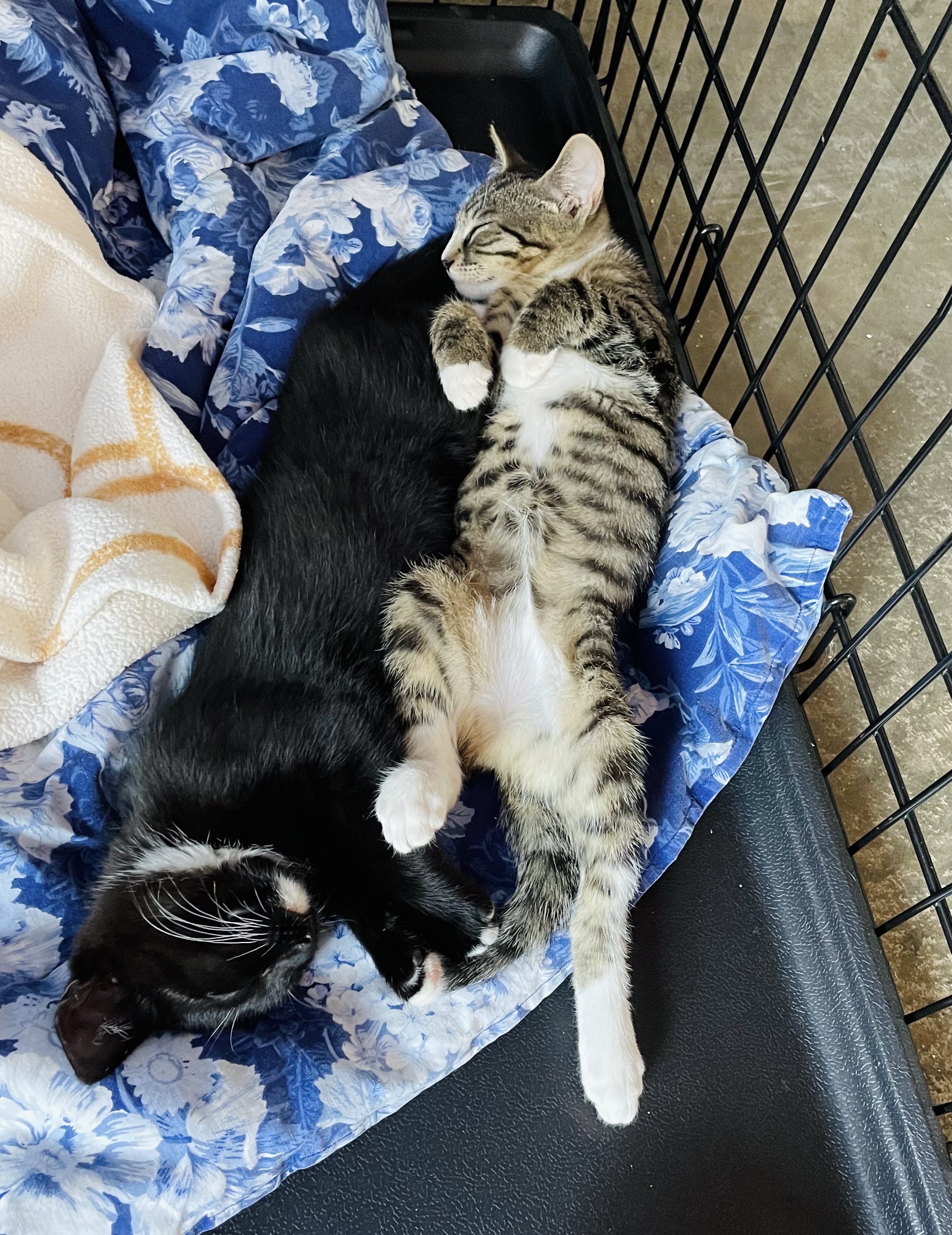 Enlarge Tabitha, a Adoptable Domestic Short Hair in Salisbury, NC image 4/5