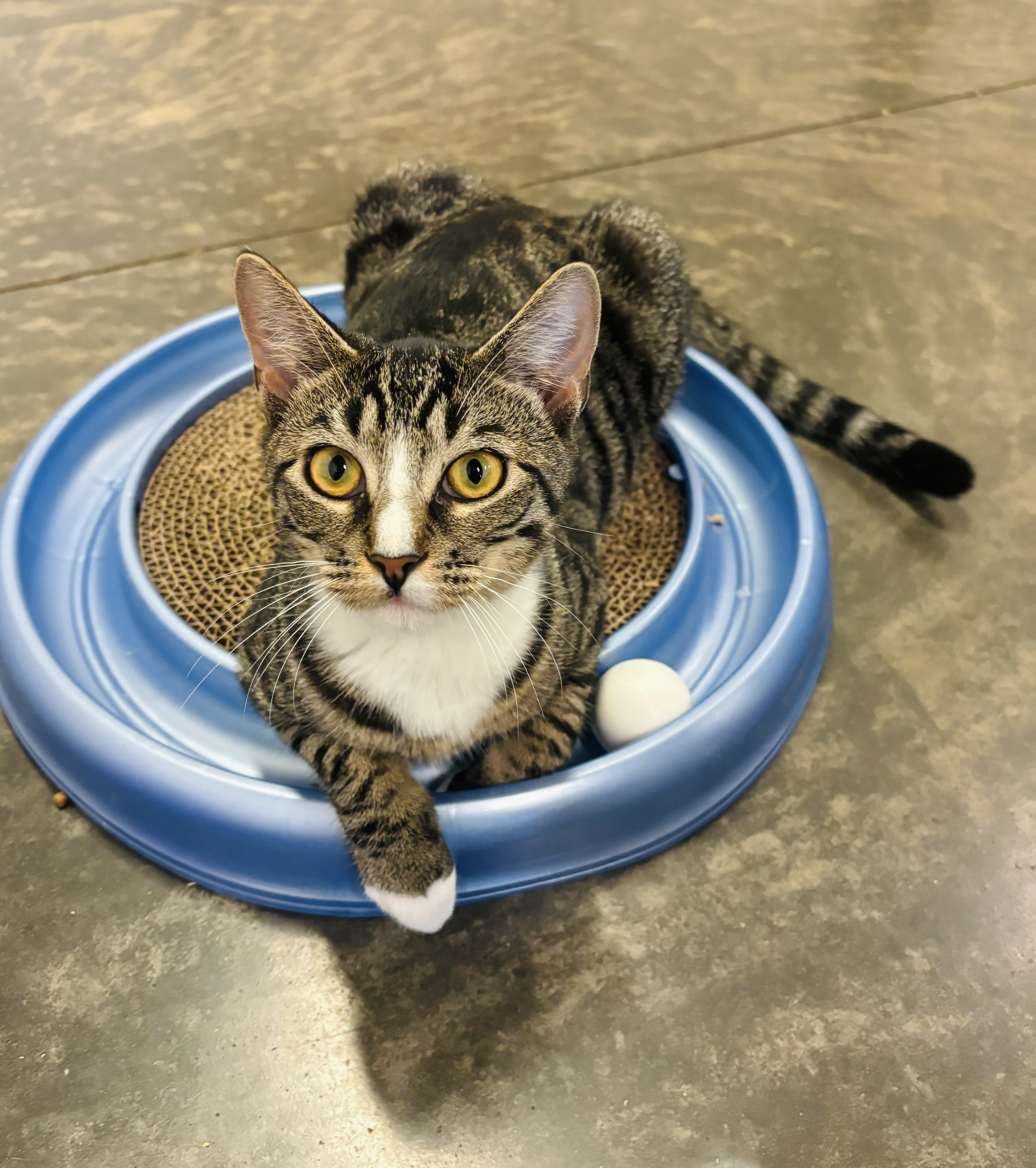 Tabitha, Adoptable, Young Female Domestic Short Hair.