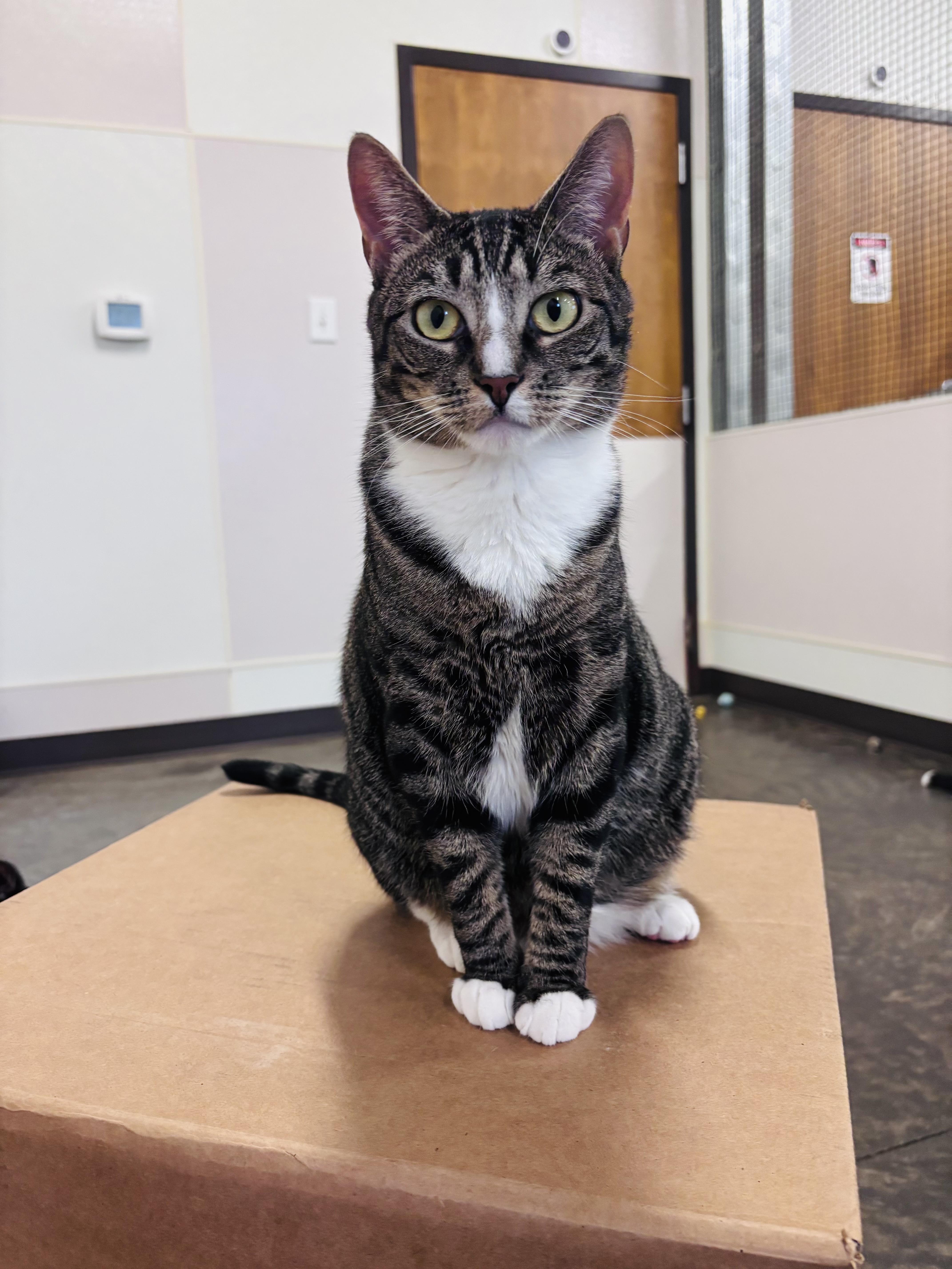 Enlarge Tabitha, a Adoptable Domestic Short Hair in Salisbury, NC image 2/6