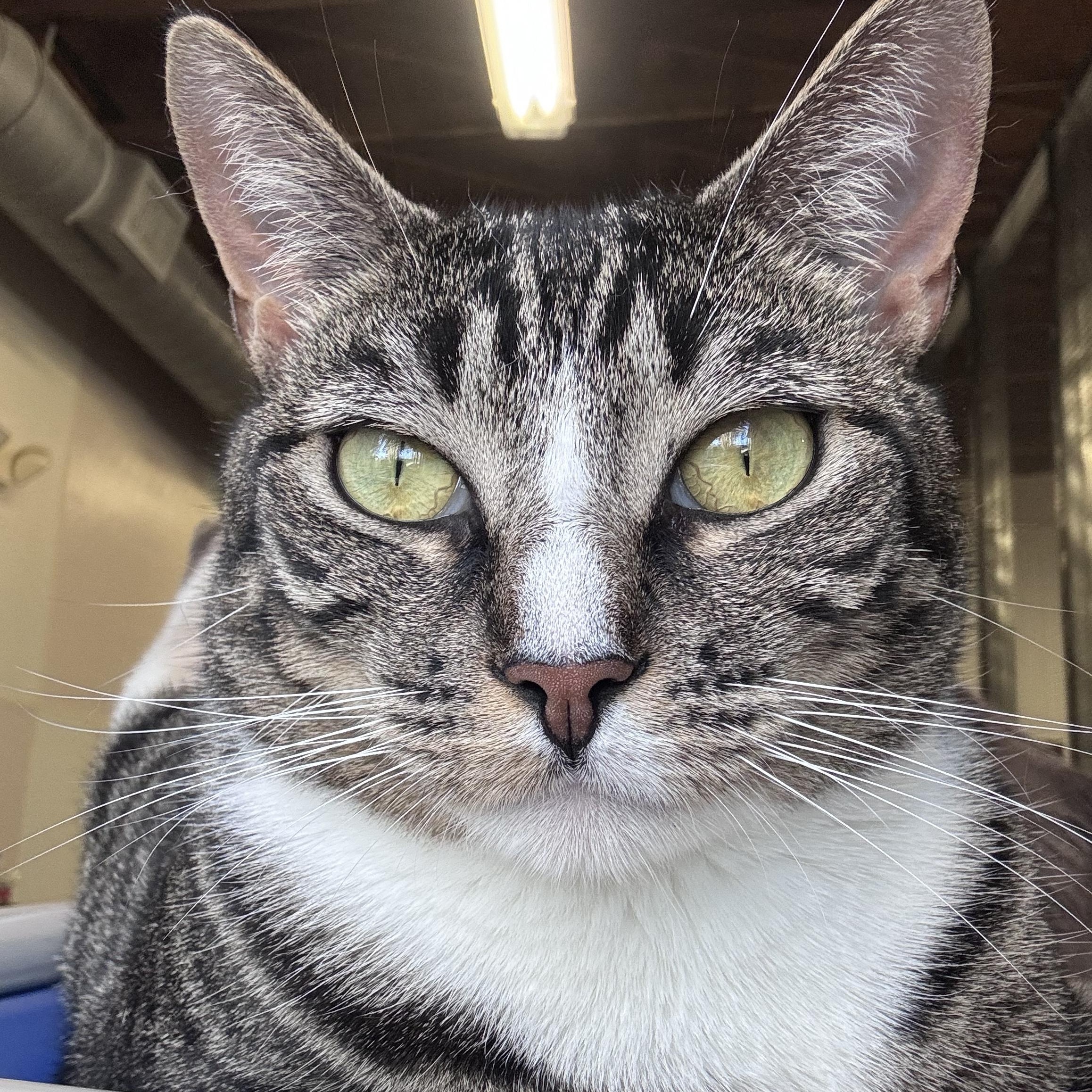 Enlarge Tabitha, a Adoptable Domestic Short Hair in Salisbury, NC image 1/6