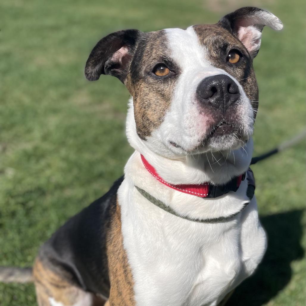 Apollo, a Adoptable Mixed Breed in Tipton, IA image 1/2