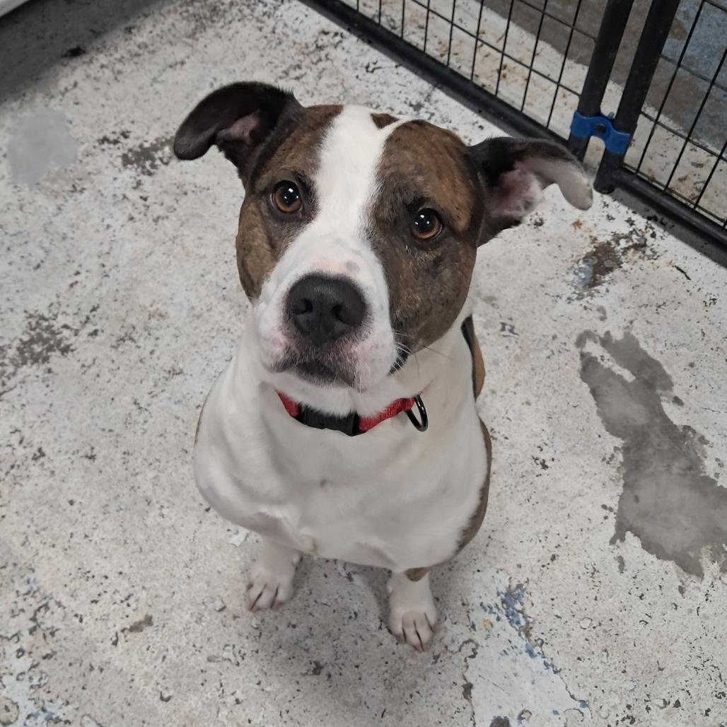 Apollo, a Adoptable Mixed Breed in Tipton, IA image 2/2