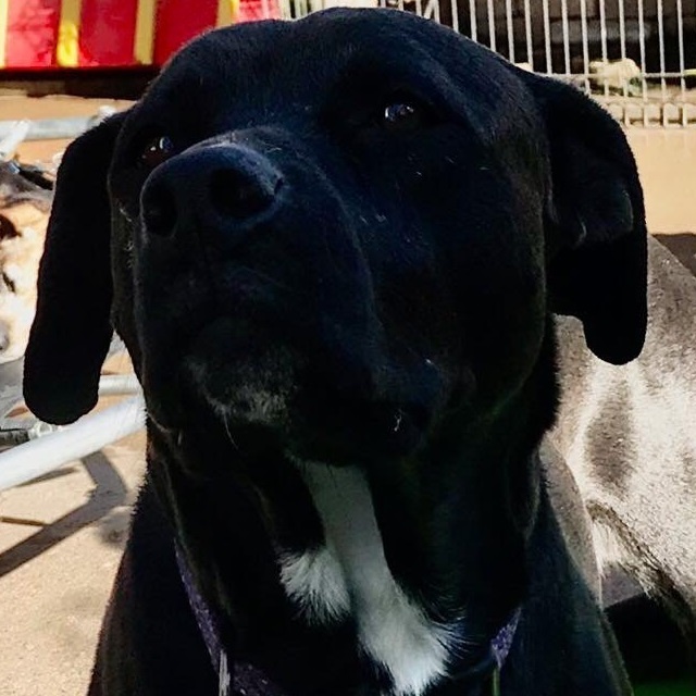 BRI/DARBY, a Adoptable mixed breed in Dallas, TX image 1/2