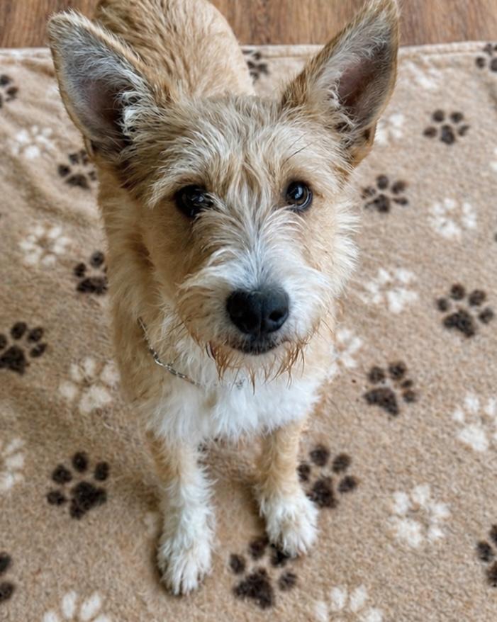 Enlarge Rosaline, a ADOPTABLE mixed breed in Ooltewah, TN image 1/6