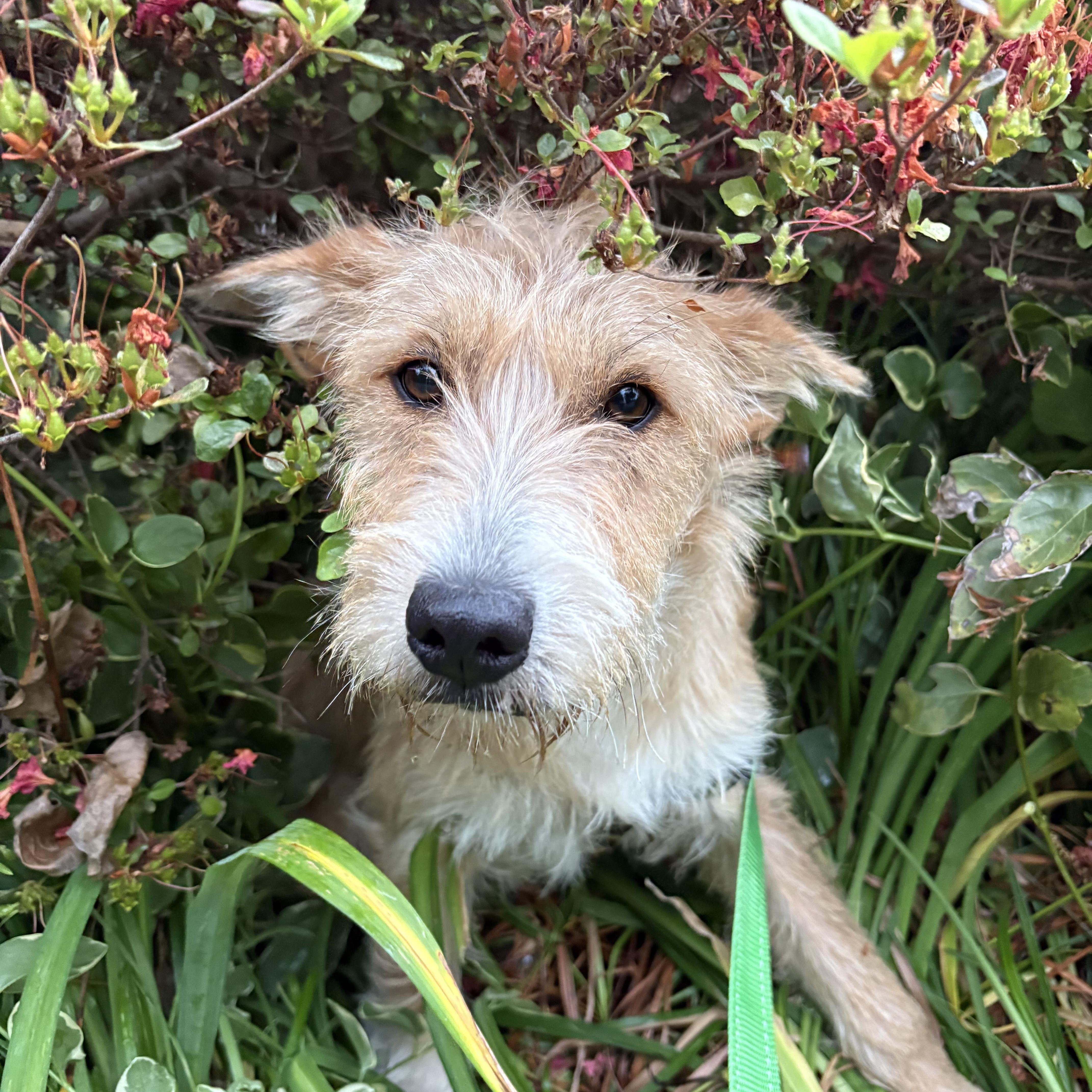 Enlarge Rosaline, a ADOPTABLE mixed breed in Ooltewah, TN image 4/6