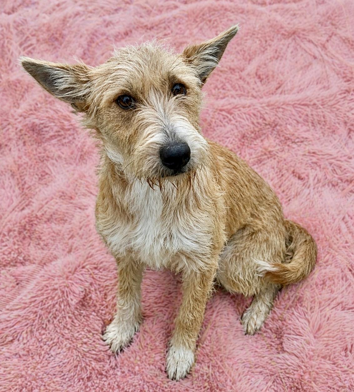 Enlarge Rosaline, a ADOPTABLE mixed breed in Ooltewah, TN image 3/6