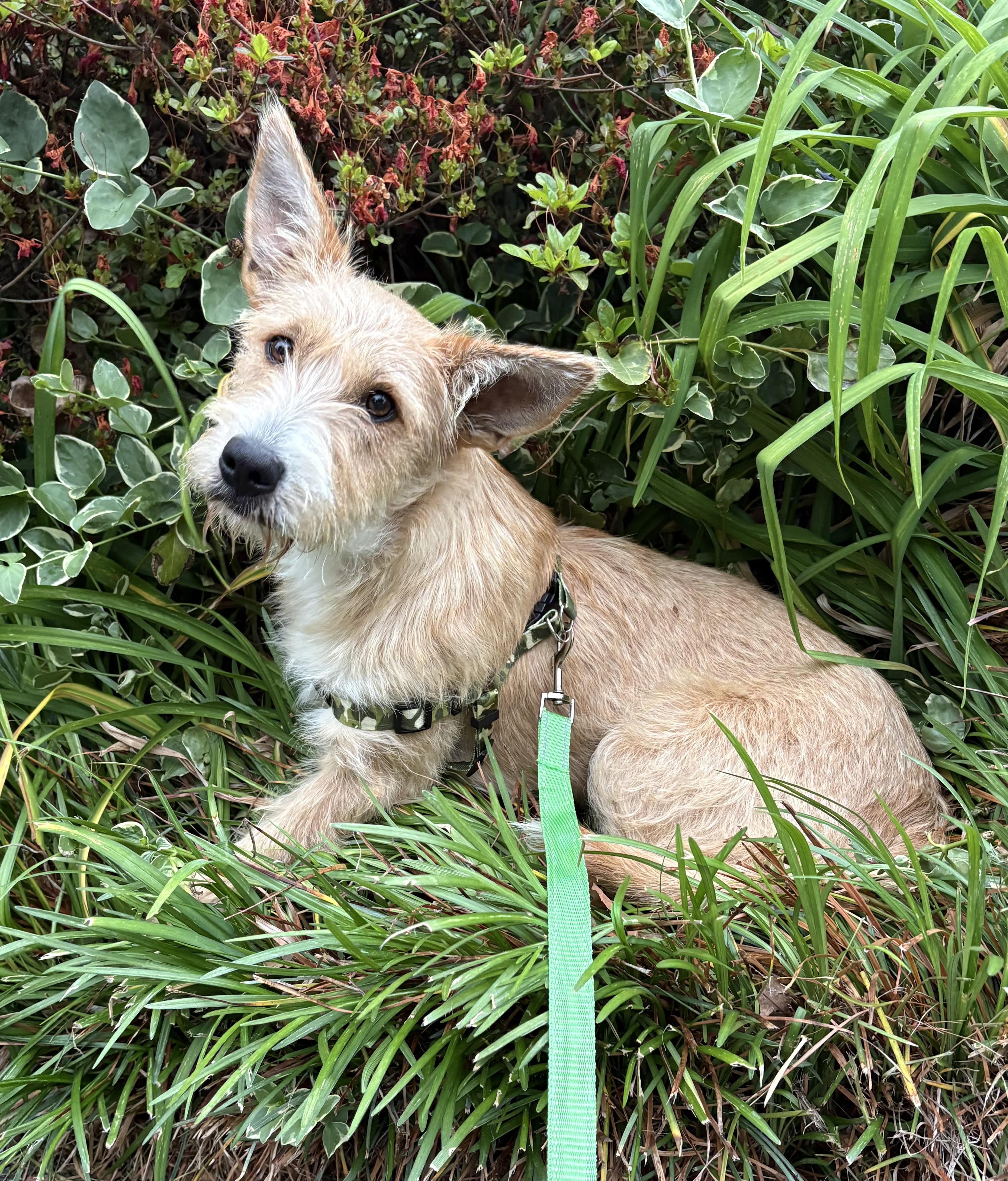 Enlarge Rosaline, a ADOPTABLE mixed breed in Ooltewah, TN image 5/6