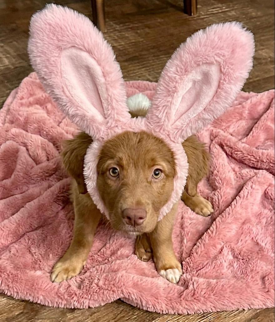 Enlarge Kenzie, an adopted mixed breed in Rockwall, TX image 1/5