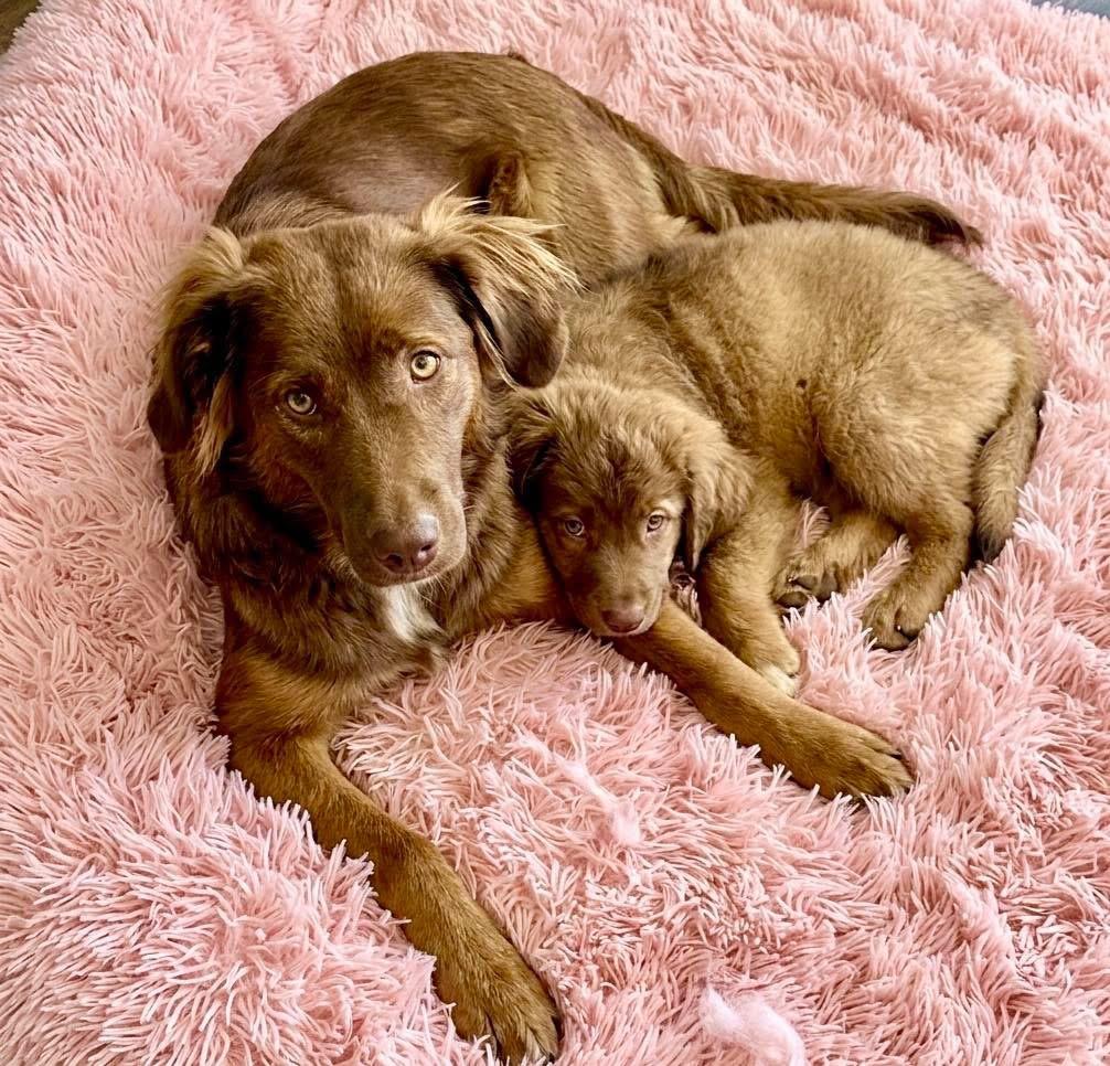 Enlarge Kenzie, an adopted mixed breed in Rockwall, TX image 5/5