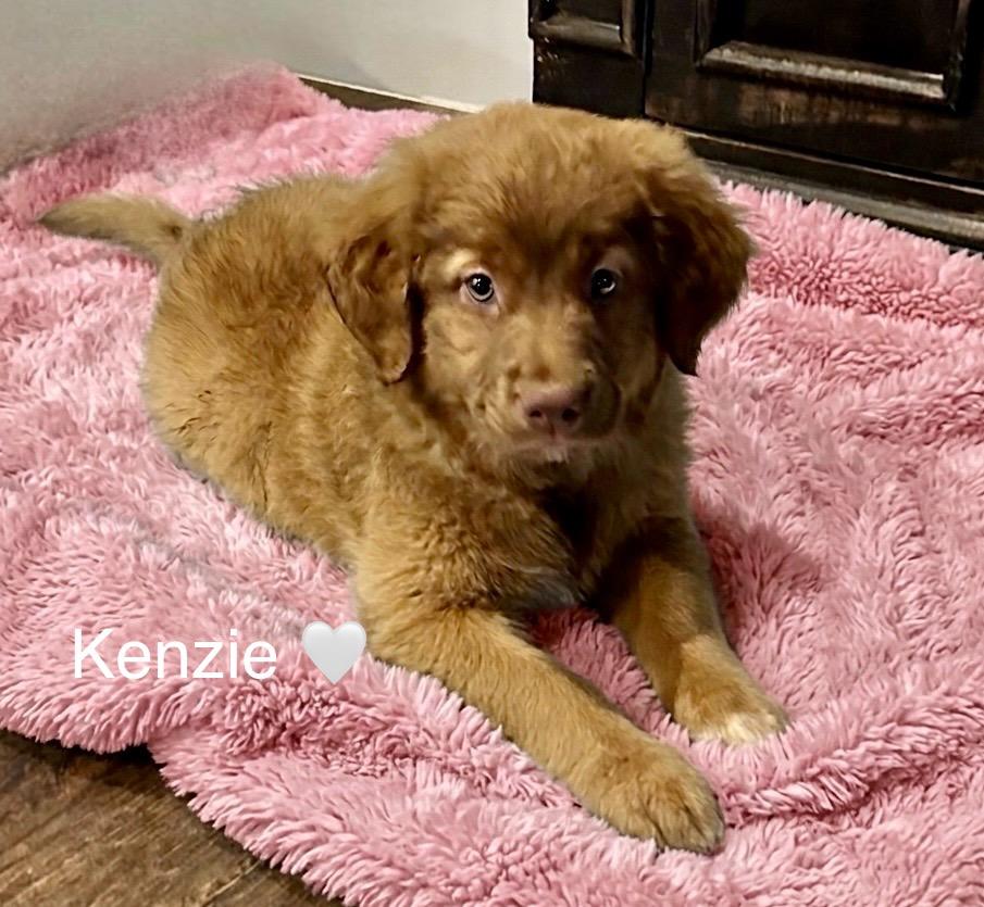 Enlarge Kenzie, an adopted mixed breed in Rockwall, TX image 2/5