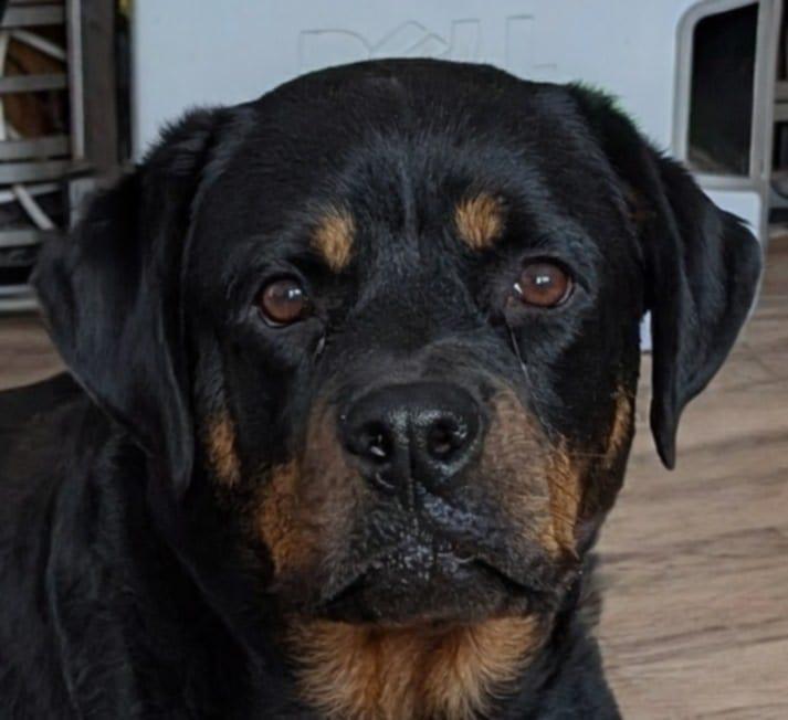 Enlarge Dixie Cup, an adoptable Rottweiler in Perkasie, PA image 2/5