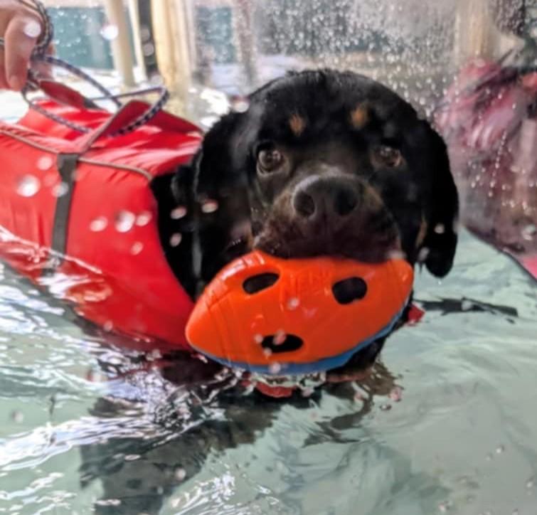 Dixie Cup, a Adoptable Rottweiler in Perkasie, PA image 1/4