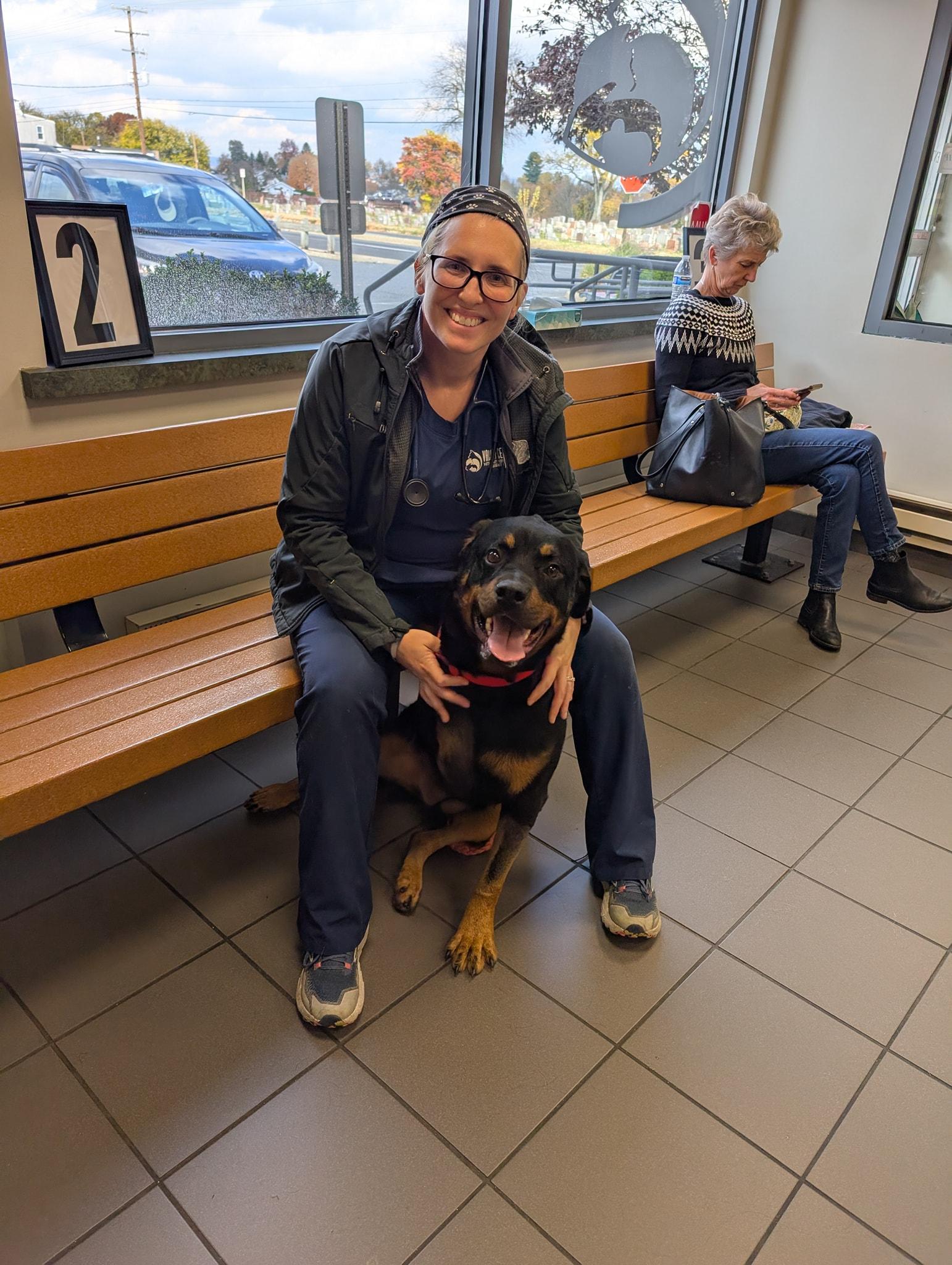 Dixie Cup, a Adoptable Rottweiler in Perkasie, PA image 2/4