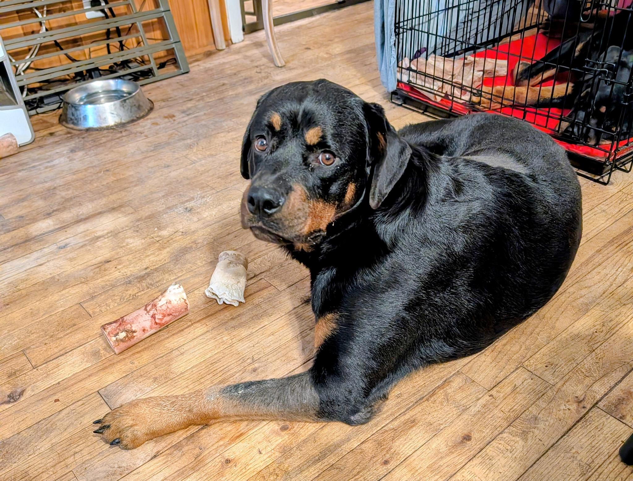 Dixie Cup, a Adoptable Rottweiler in Perkasie, PA image 3/4
