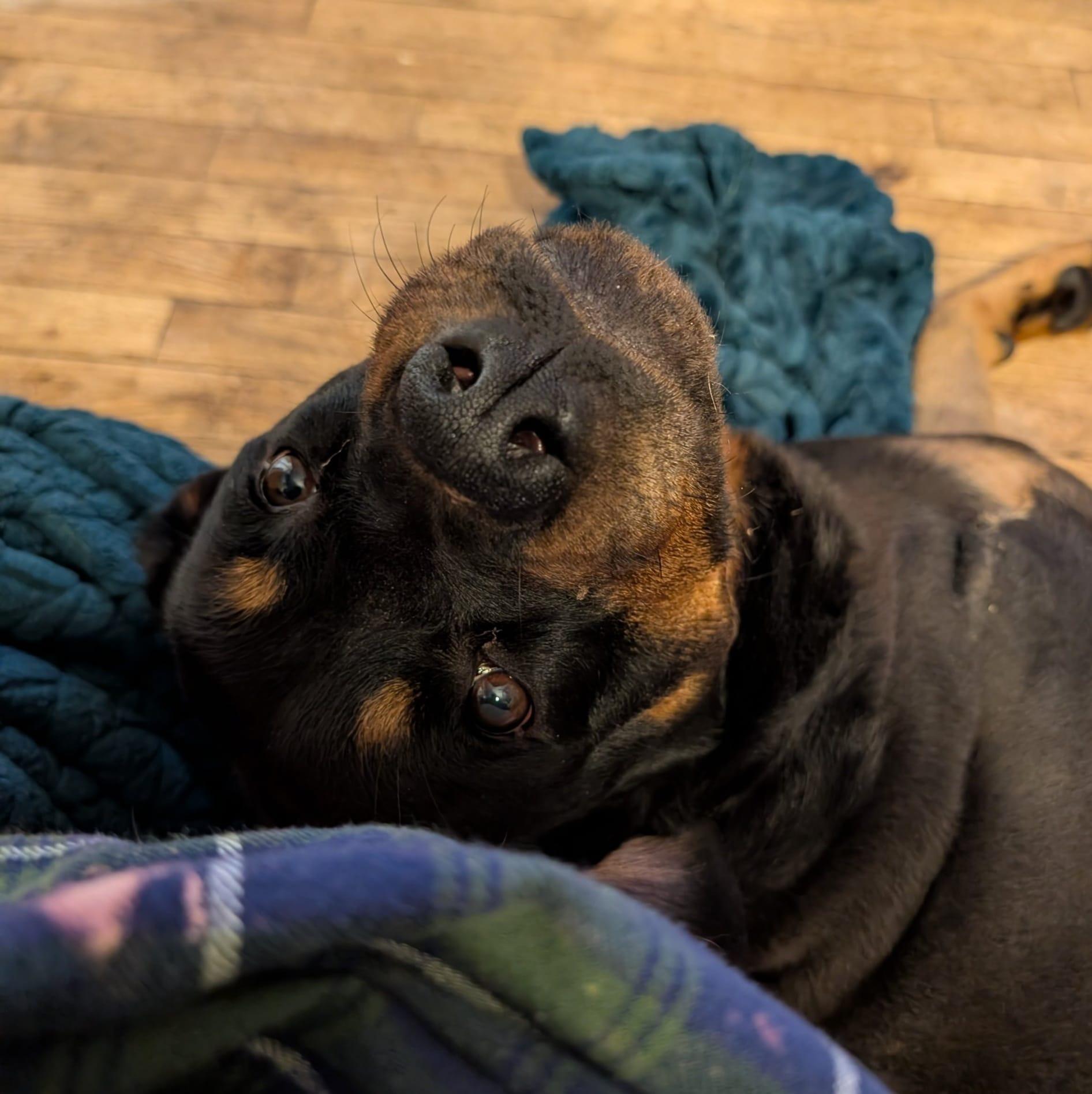 Dixie Cup, a Adoptable Rottweiler in Perkasie, PA image 4/4
