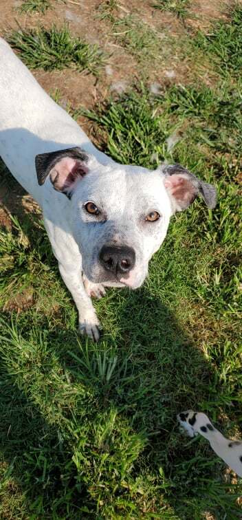 Bart, an adoptable Mixed Breed in Mounds, OK, 74047 | Photo Image 1