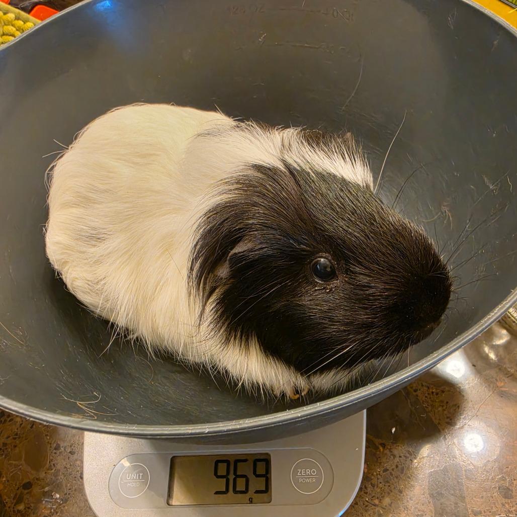 Juno (bonded with Vesta), ADOPTABLE, Adult Female Guinea Pig.