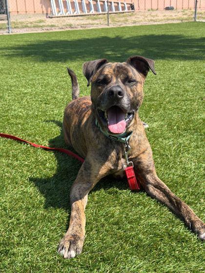 Enlarge Goober - 2, a Adoptable mixed breed in Daytona Beach, FL image 1/3