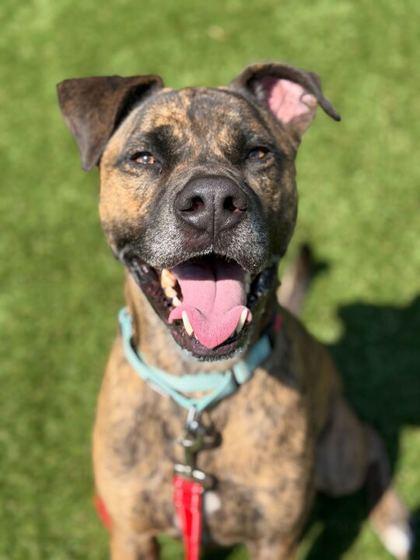 Enlarge Goober - 2, a Adoptable mixed breed in Daytona Beach, FL image 2/3