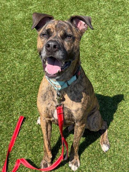 Enlarge Goober - 2, a Adoptable mixed breed in Daytona Beach, FL image 3/3