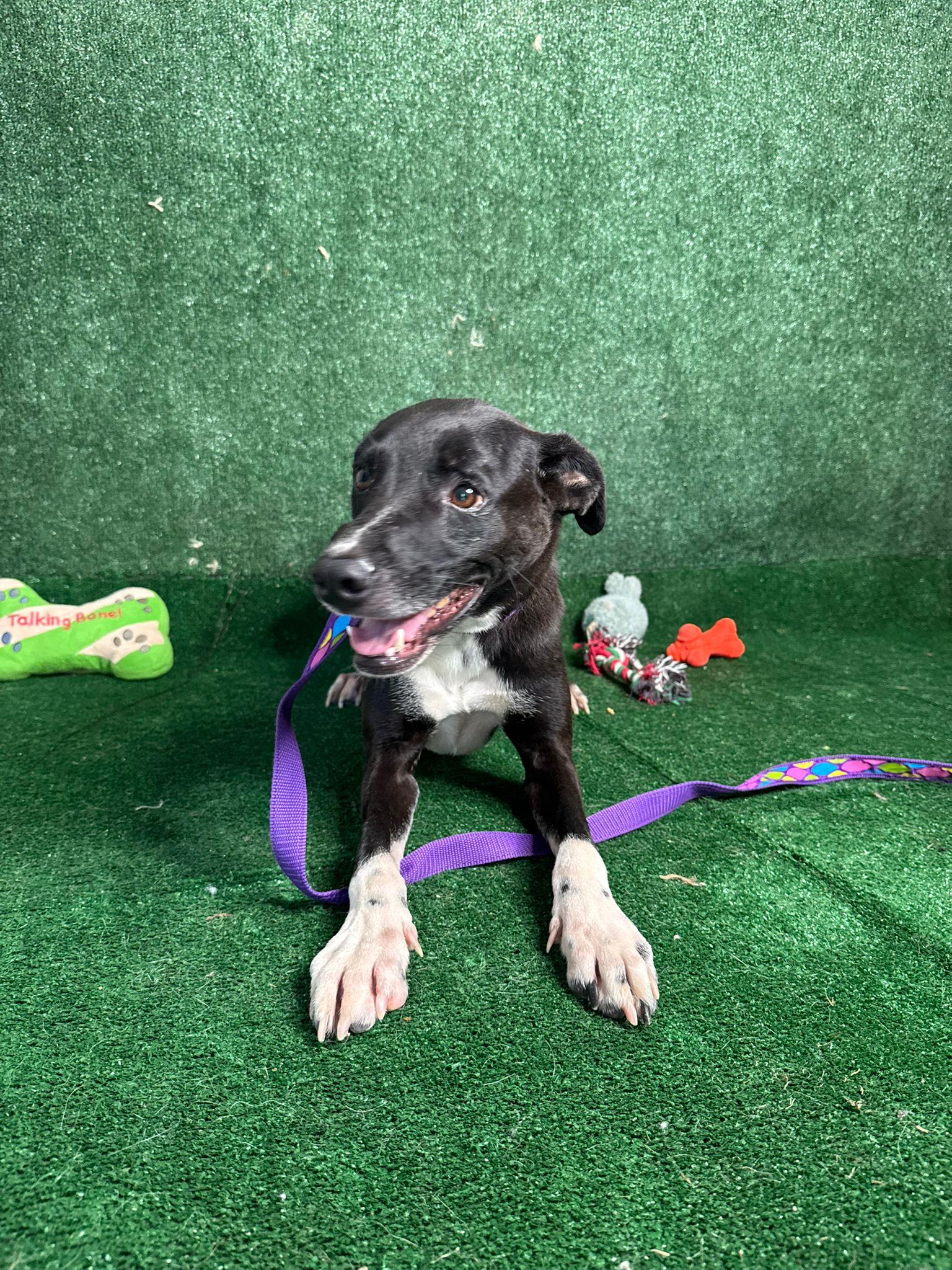 Looney Luigi, Adoptable, Adult Male Black Labrador Retriever & Whippet.