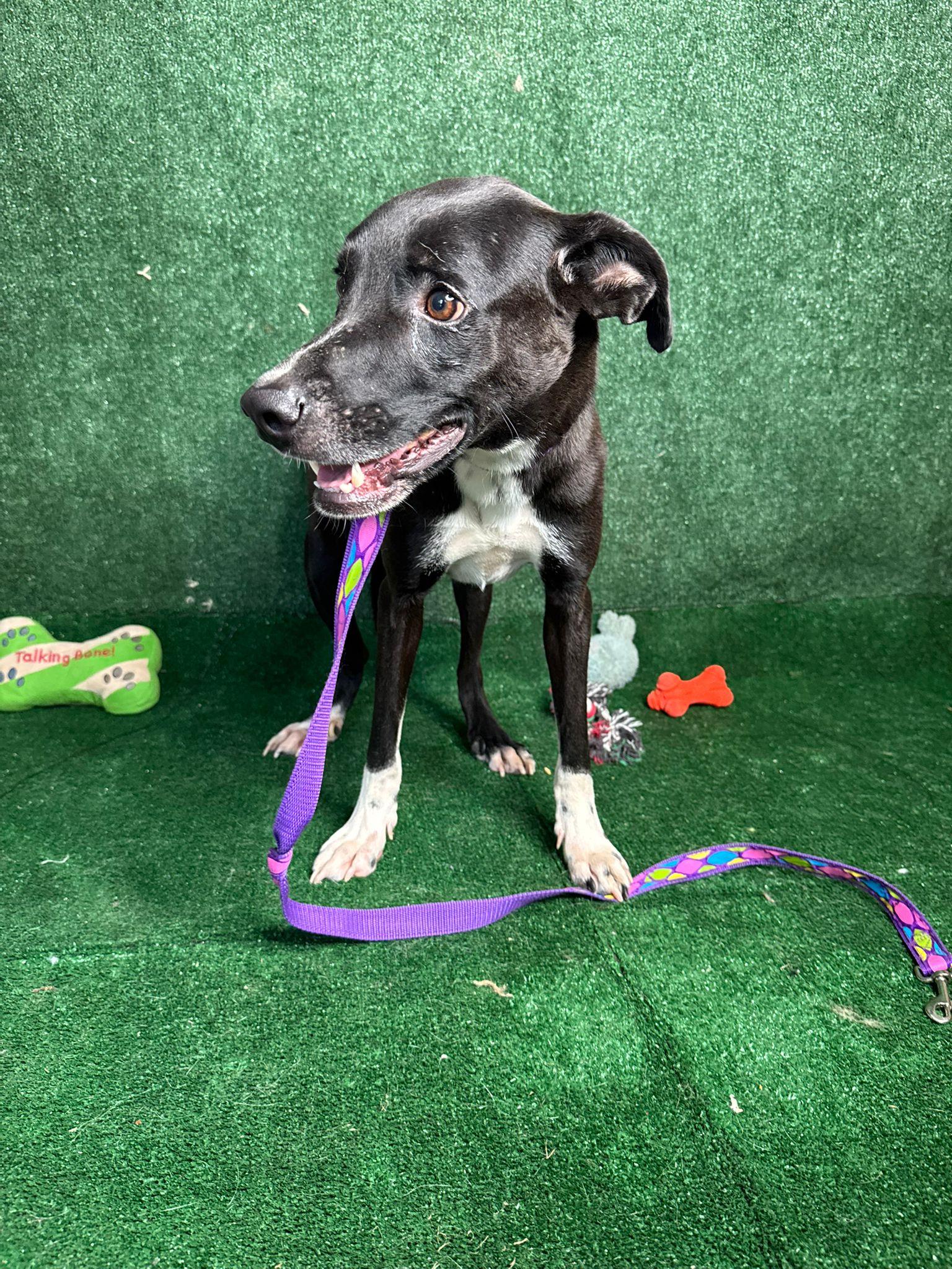 Enlarge Looney Luigi, a Adoptable mixed breed in Okemos , MI image 3/4