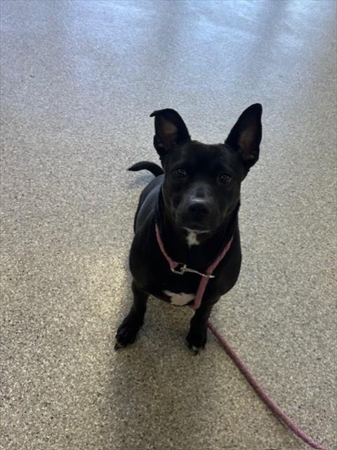 Enlarge PIPER, a Adoptable mixed breed in Pasadena, TX image 1/1