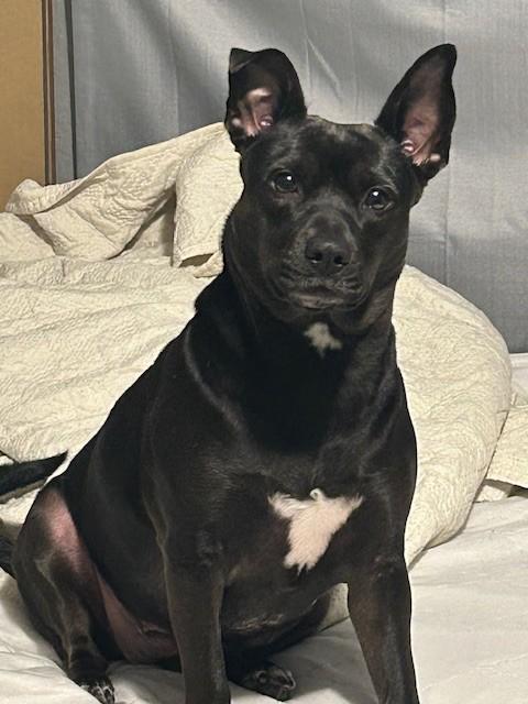 PIPER, Adoptable, Adult Female Chihuahua & Pit Bull Terrier.