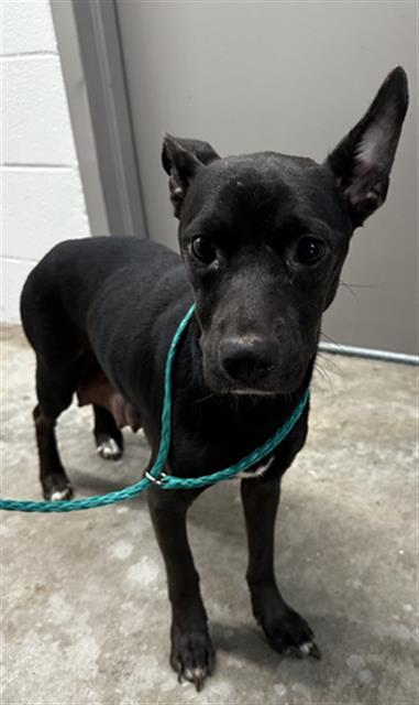 PIPER, Adoptable, Adult Female Chihuahua.