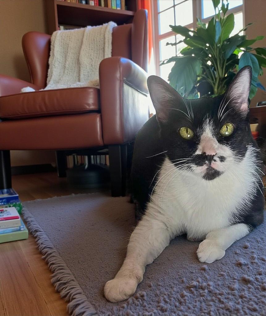 Sheba — A Peaceful Companion for Life’s Quieter Moments, a Adoptable Tuxedo in Hillsboro, TX image 1/6