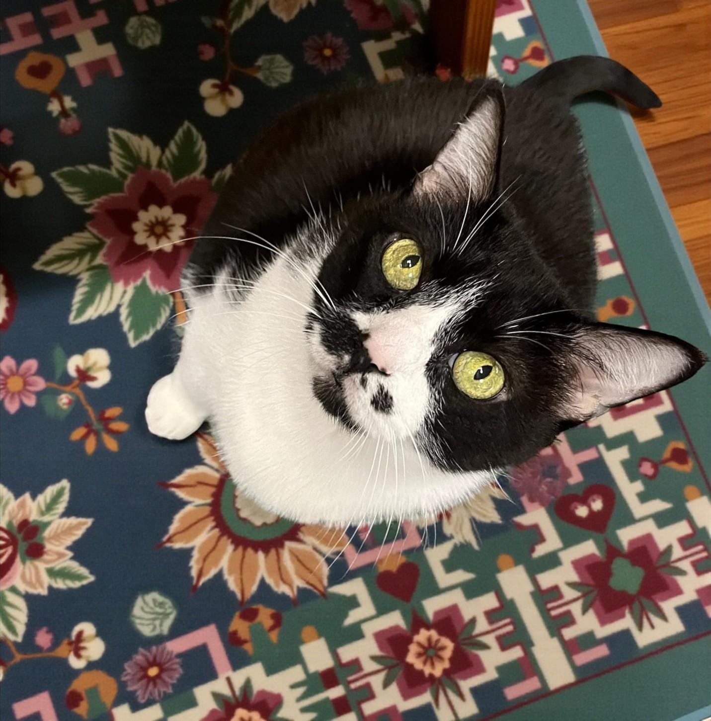 Sheba — A Peaceful Companion for Life’s Quieter Moments, a Adoptable Tuxedo in Hillsboro, TX image 3/6