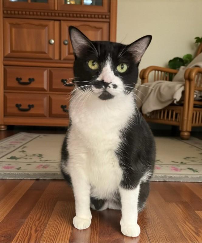 Sheba — A Peaceful Companion for Life’s Quieter Moments, a Adoptable Tuxedo in Hillsboro, TX image 4/6
