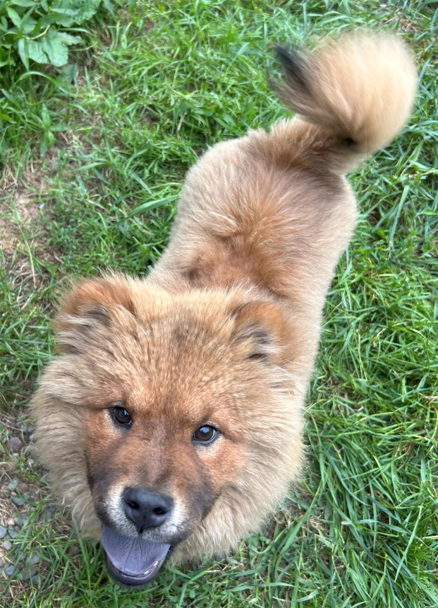 Sarabi
