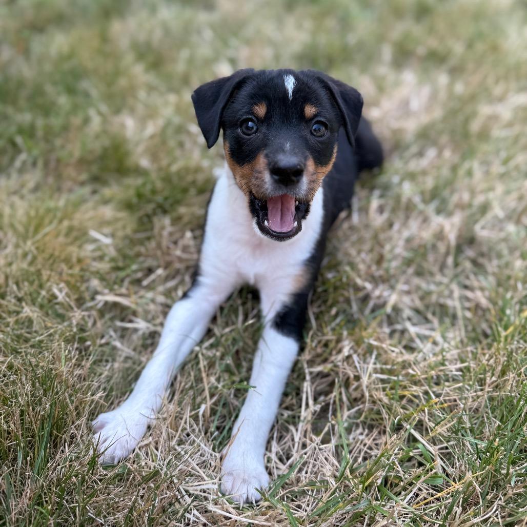 Kona, a Adoptable mixed breed in Newberg, OR image 2/6