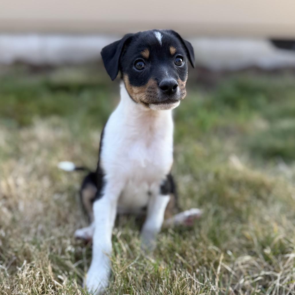 Kona, a Adoptable mixed breed in Newberg, OR image 3/6