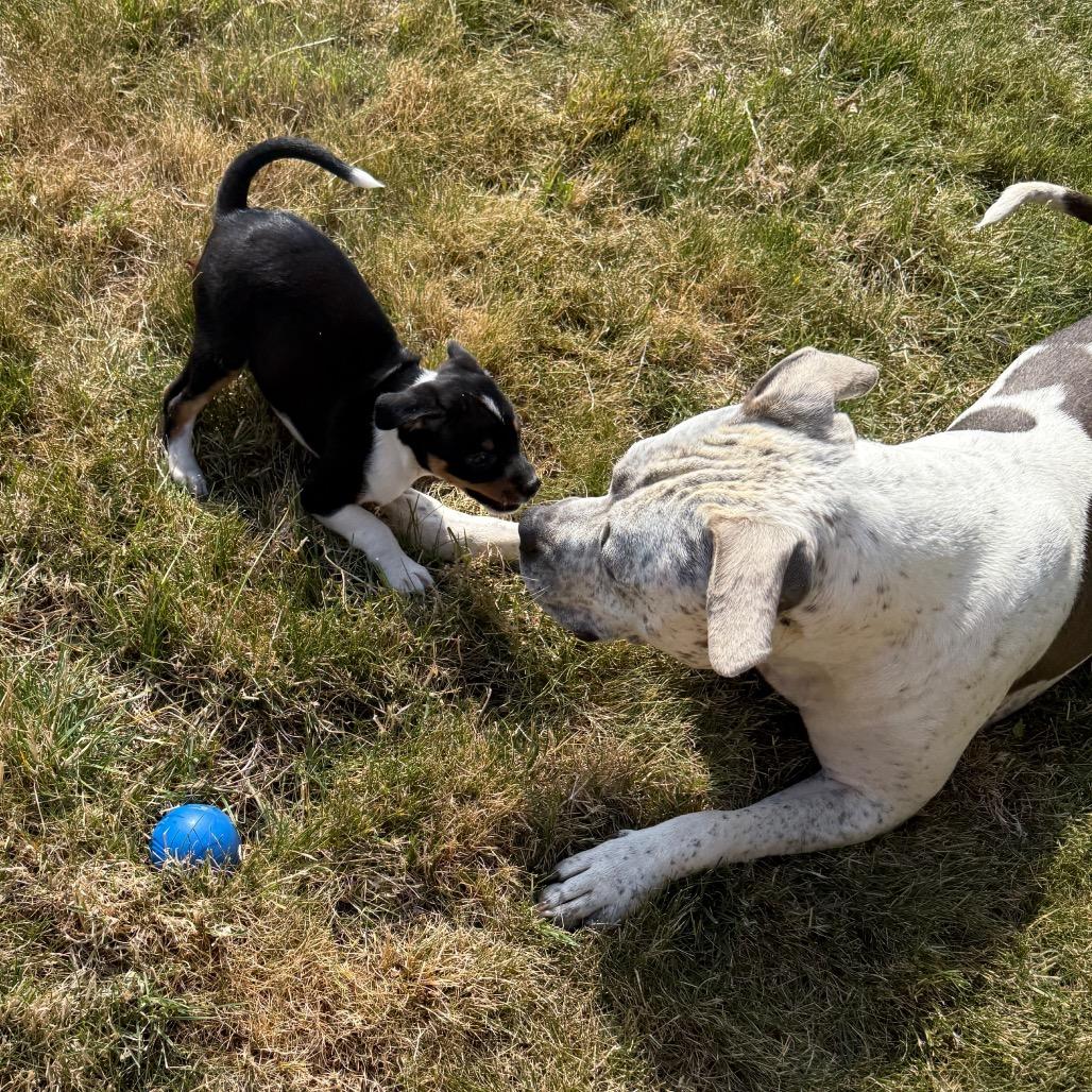 Kona, a Adoptable mixed breed in Newberg, OR image 4/6