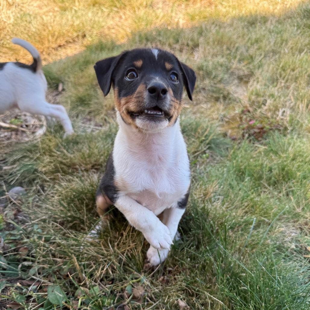 Kona, a Adoptable mixed breed in Newberg, OR image 5/6