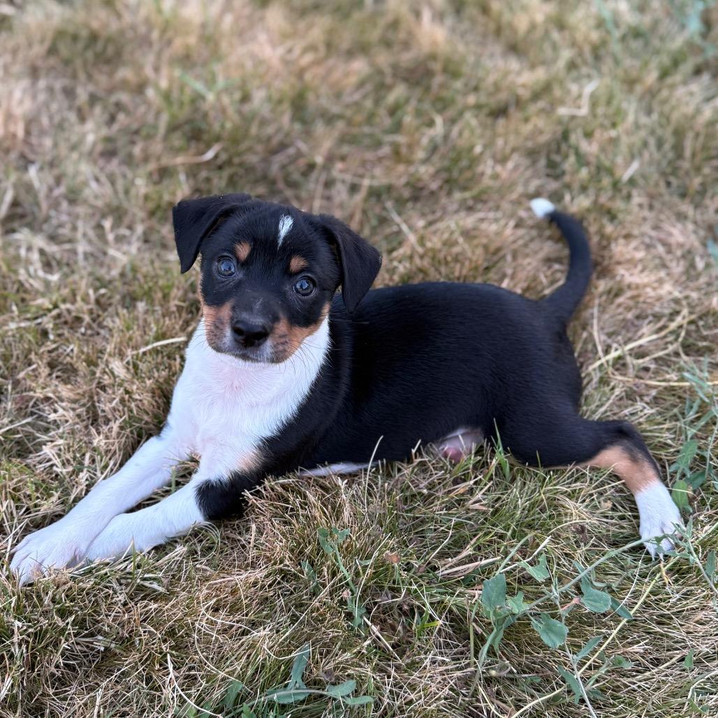 Kona, a Adoptable mixed breed in Newberg, OR image 6/6