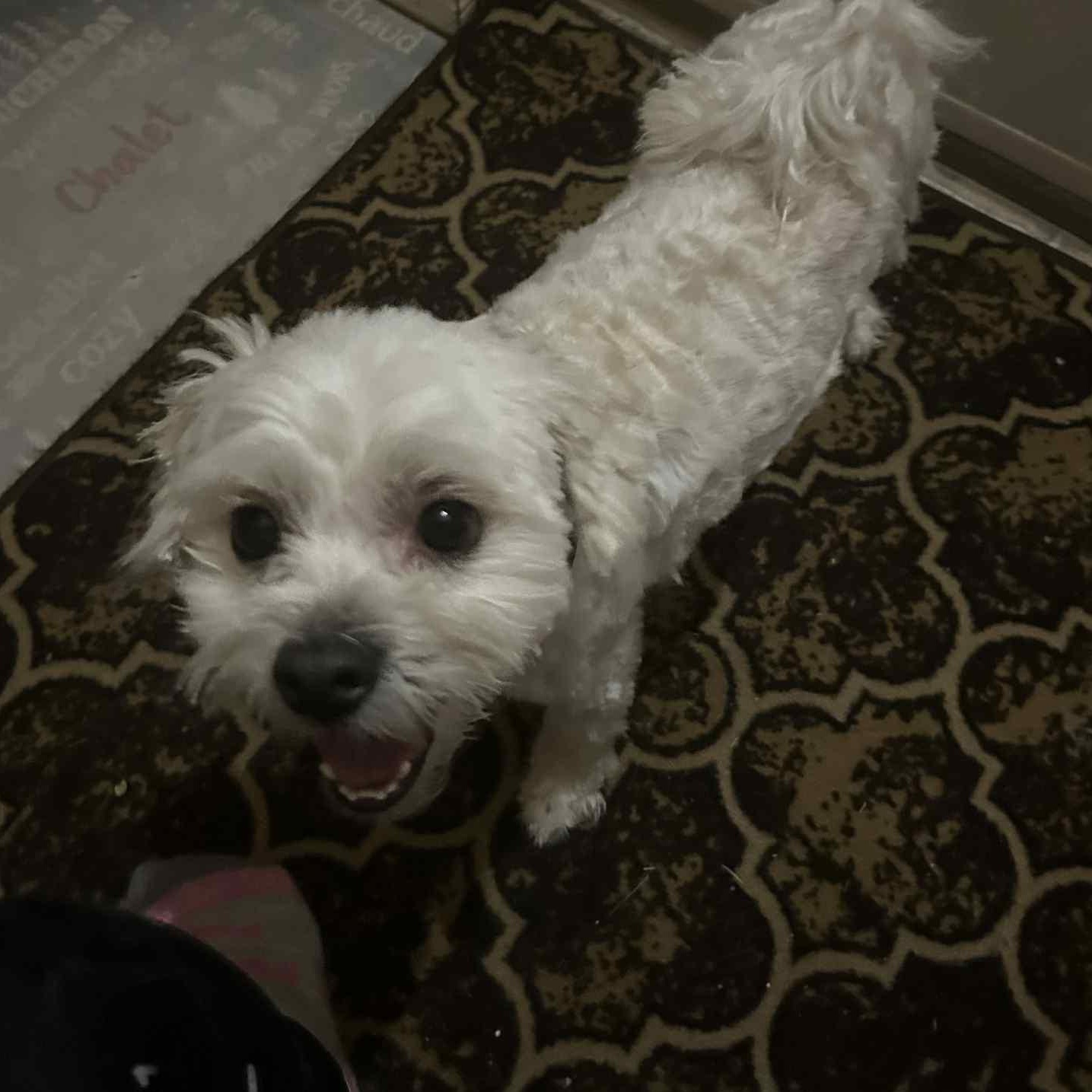 Enlarge Benji, an adopted mixed breed in Hay River, NT image 1/3