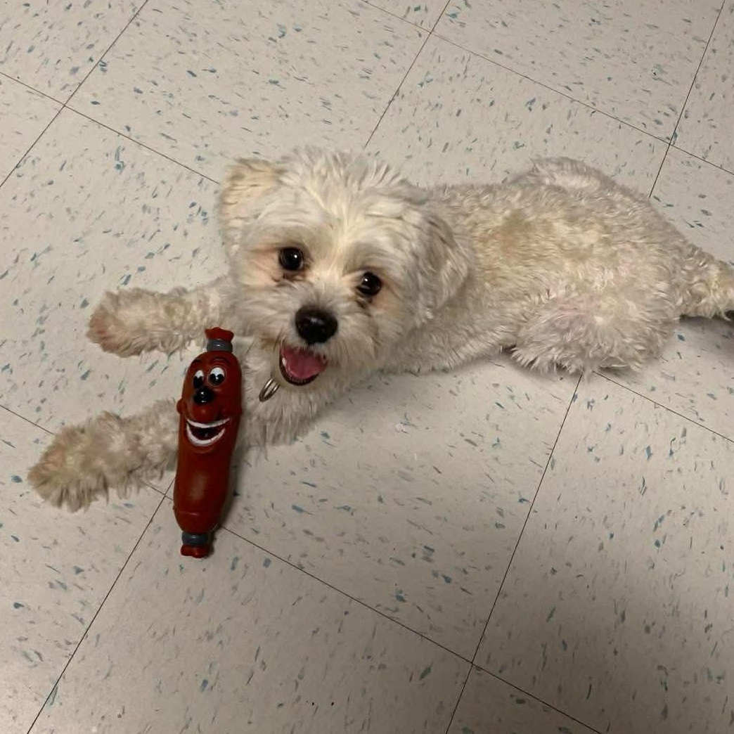 Enlarge Benji, an adopted mixed breed in Hay River, NT image 2/3