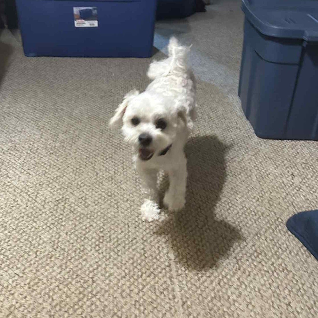 Enlarge Benji, an adopted mixed breed in Hay River, NT image 3/3
