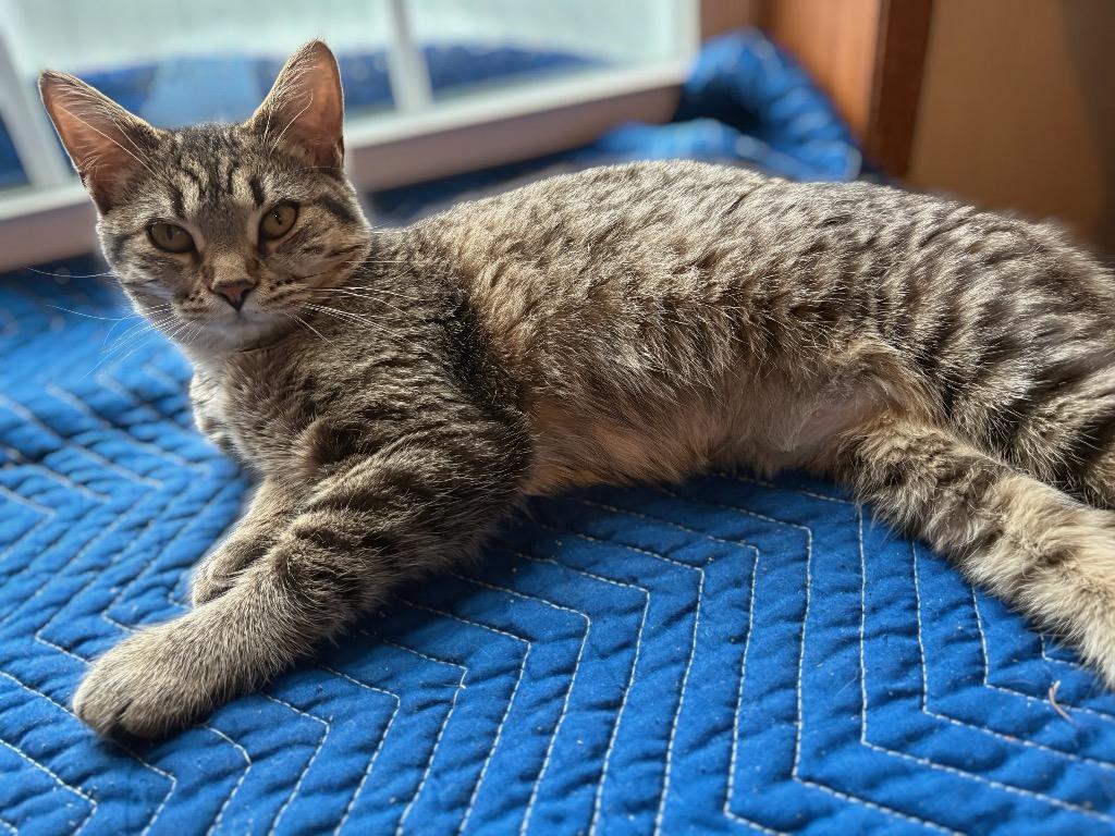 Marinara, Adoptable, Young Female Domestic Short Hair.