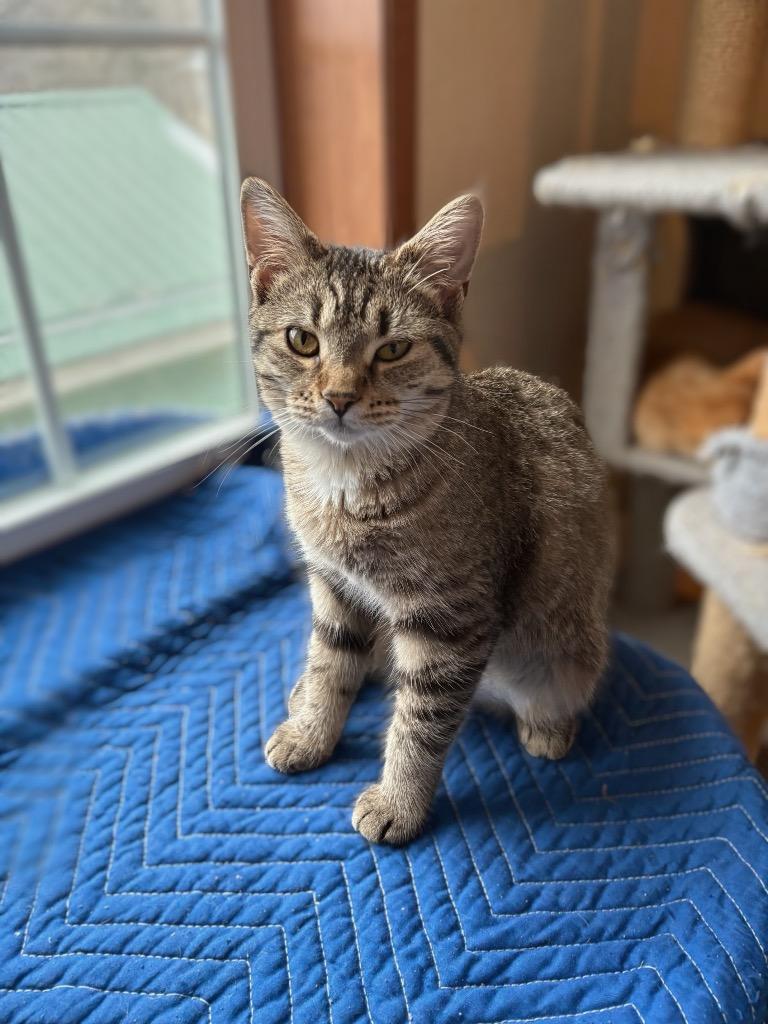 Marinara, a Adoptable mixed breed in Parsons, WV image 2/2