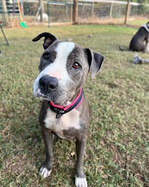 Peggy, Adult Female Pit Bull Terrier
