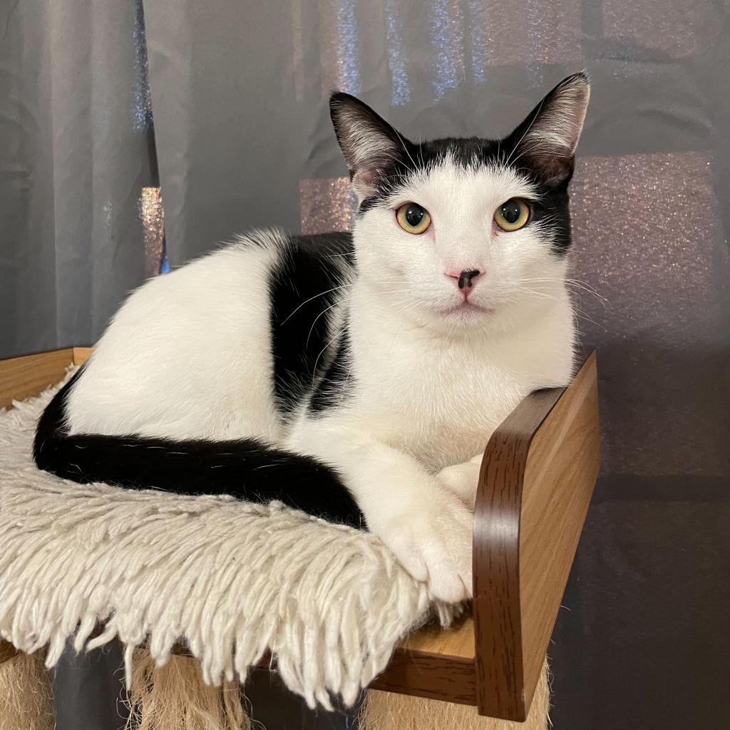 Moe, Adoptable, Adult Male Domestic Short Hair.