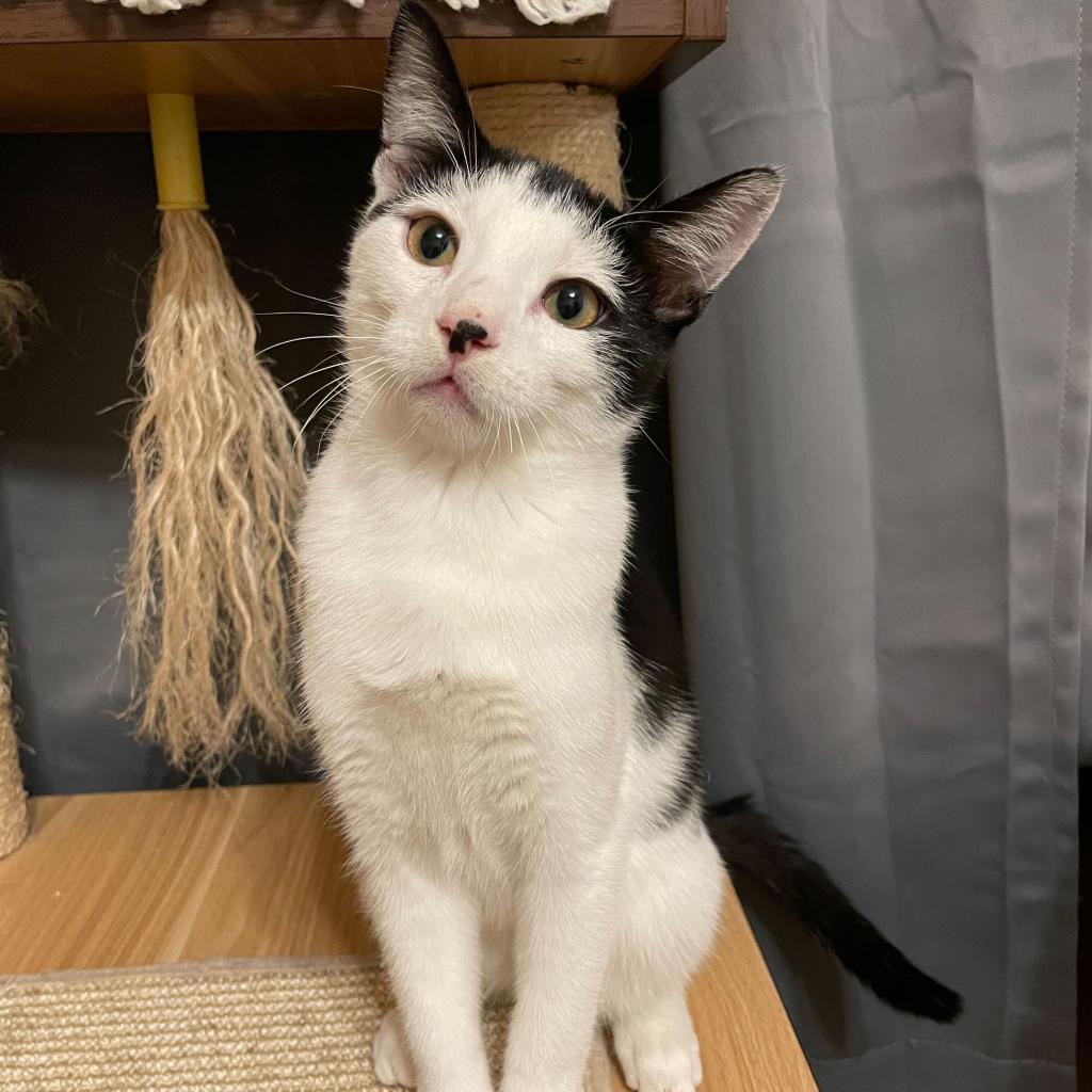 Enlarge Moe, a Adoptable Domestic Short Hair in Howard beach, NY image 2/5