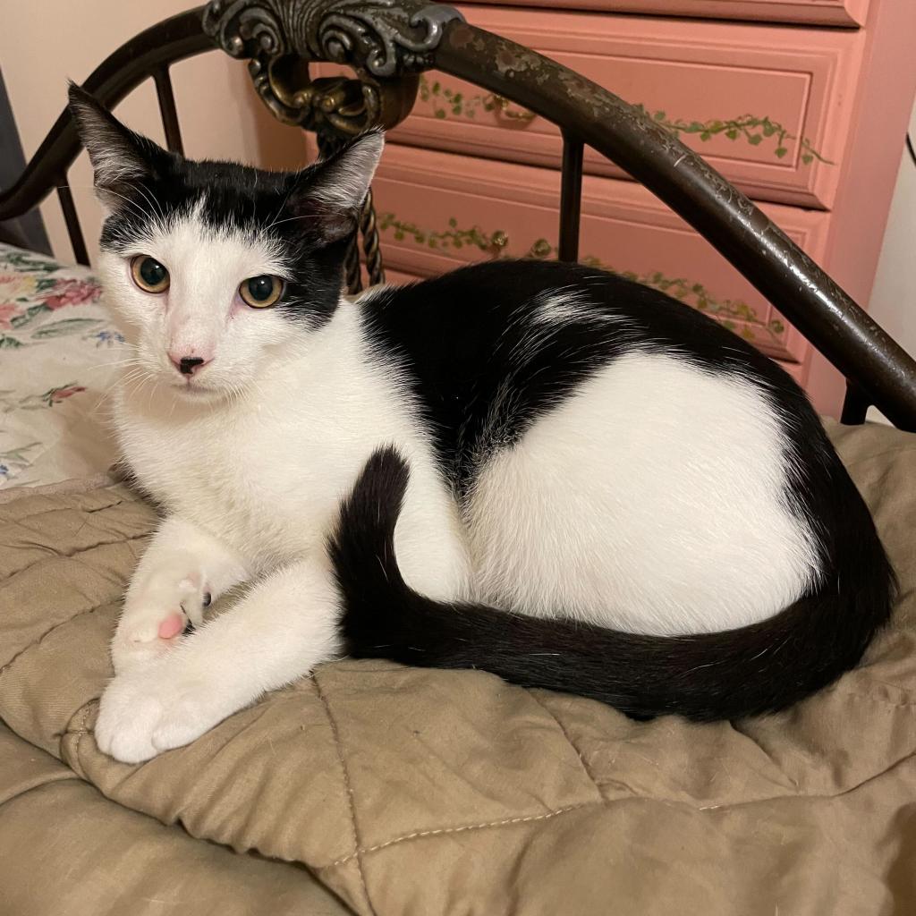 Enlarge Moe, a Adoptable Domestic Short Hair in Howard beach, NY image 3/5