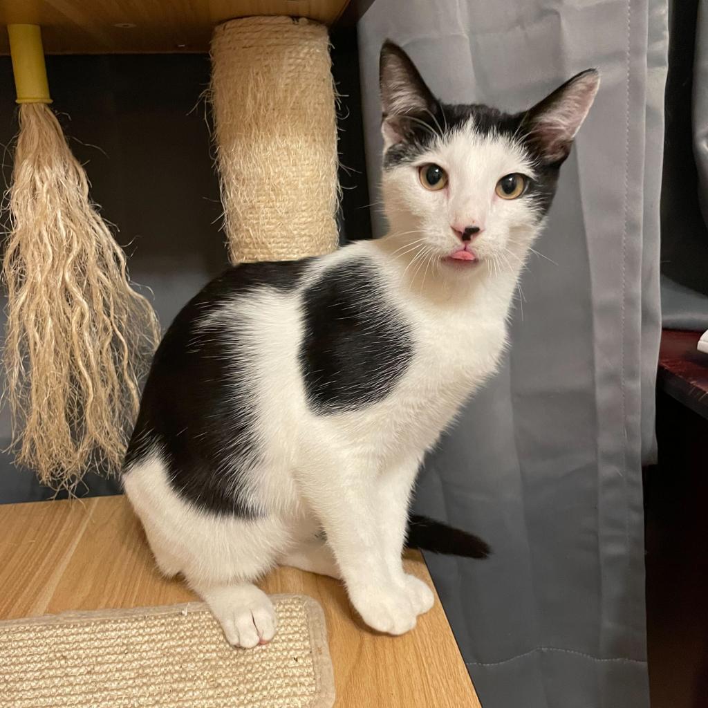 Enlarge Moe, a Adoptable Domestic Short Hair in Howard beach, NY image 4/5