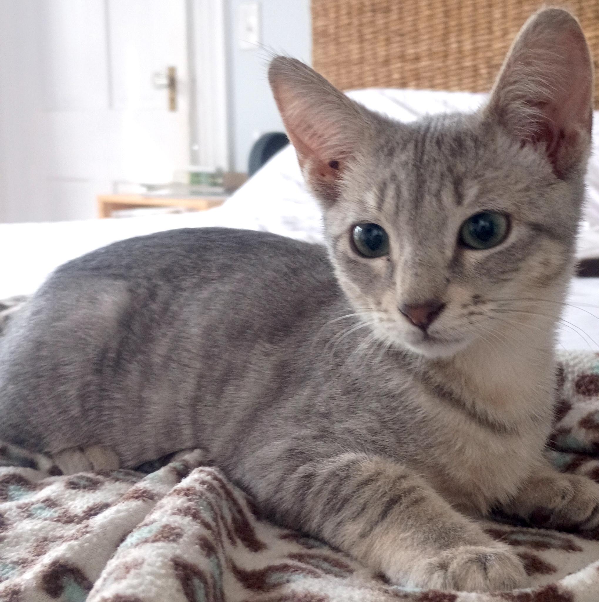 Kashmir and Augusta, a ADOPTABLE Domestic Short Hair in Savannah, GA image 3/4