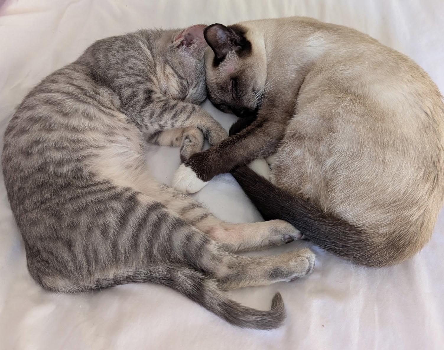 Kashmir and Augusta, ADOPTABLE, Young Female Domestic Short Hair.